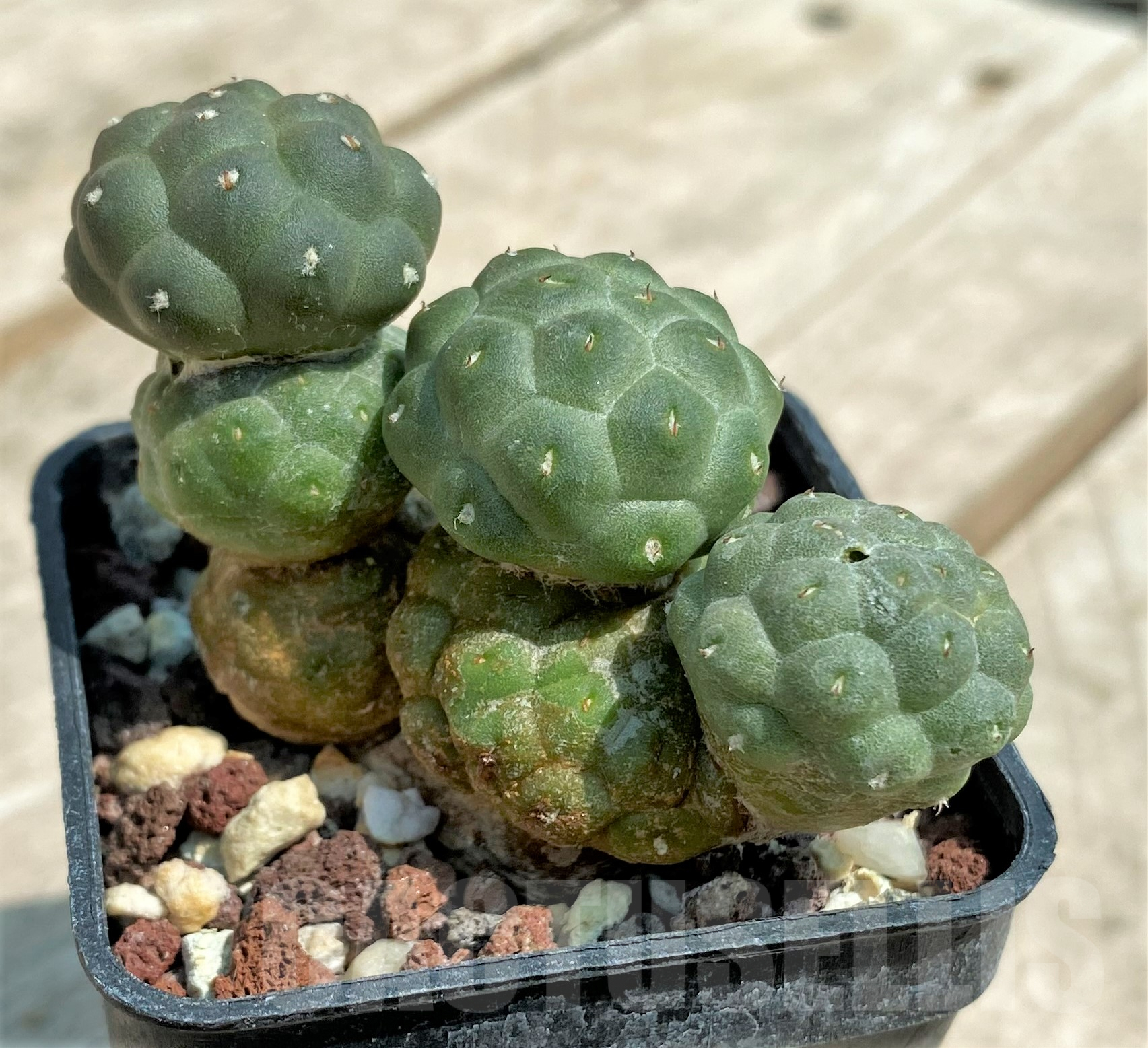 SH2707 Puna bonnieae f. inermis - 画像 (2)