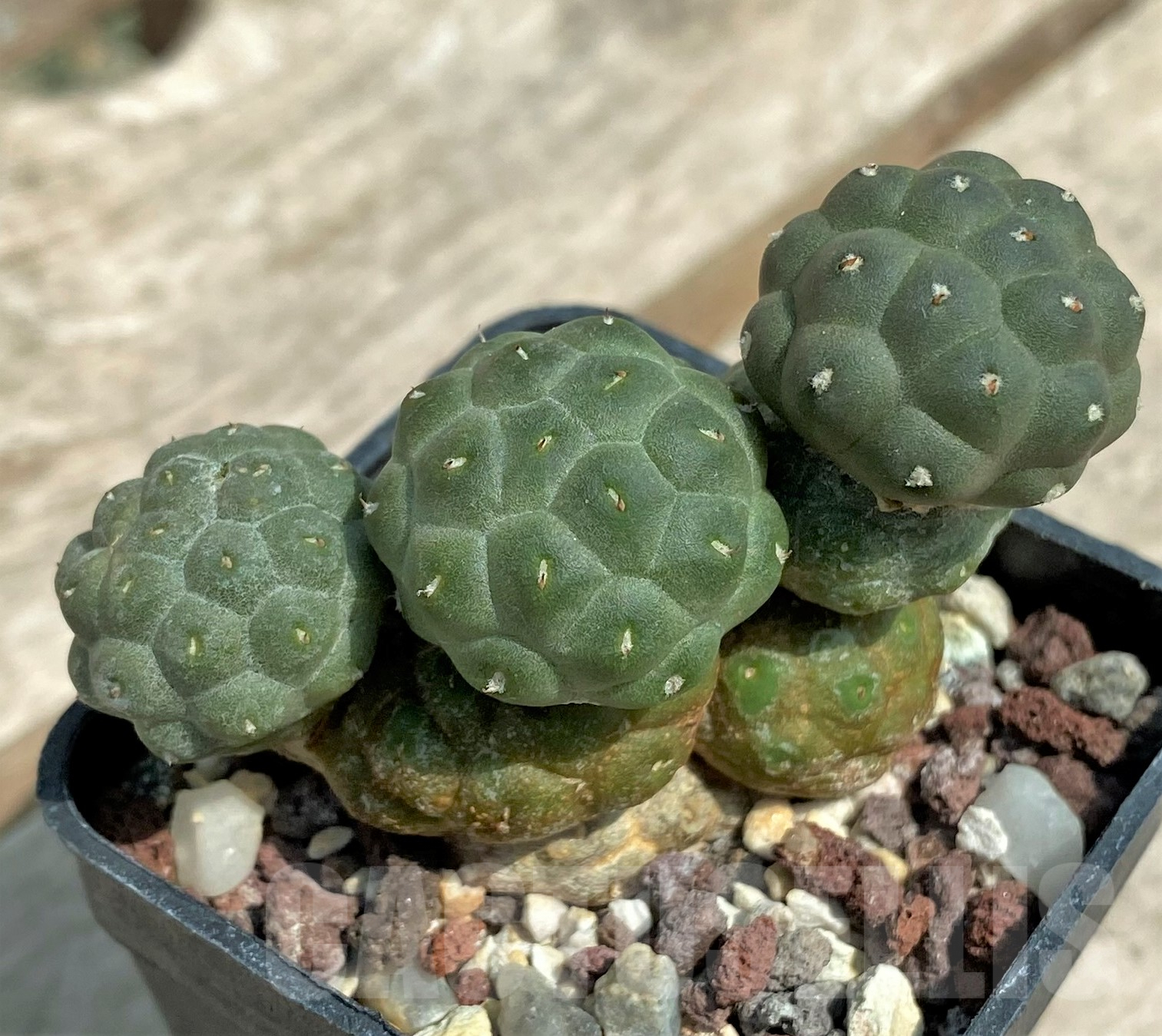 SH2707 Puna bonnieae f. inermis