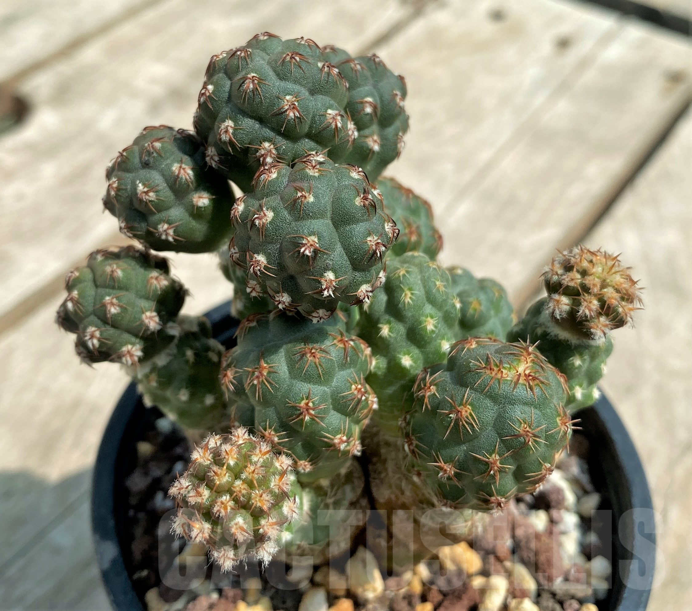 SH1437 Puna bonnieae - Image 2