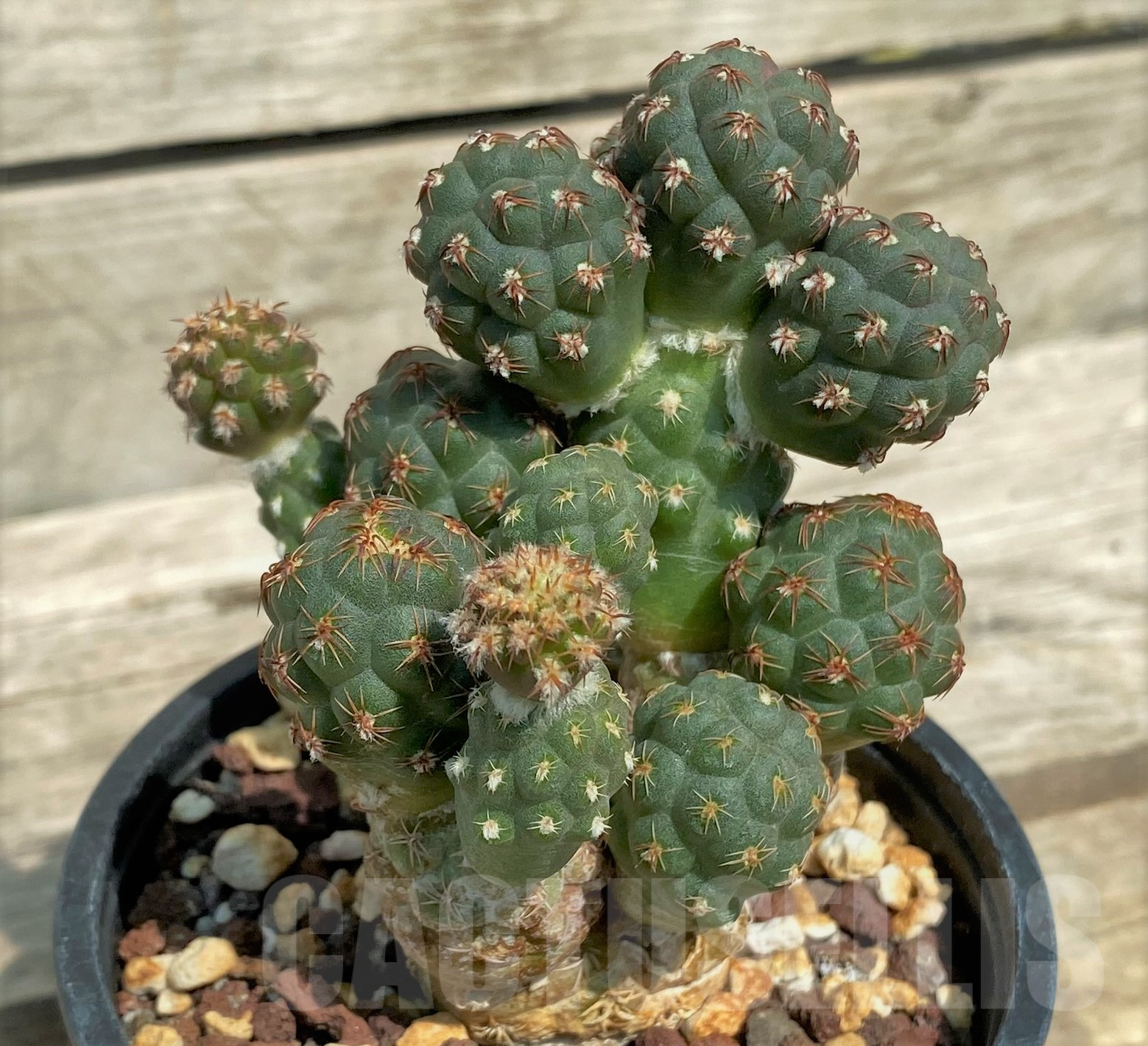 SH1437 Puna bonnieae - Image 3