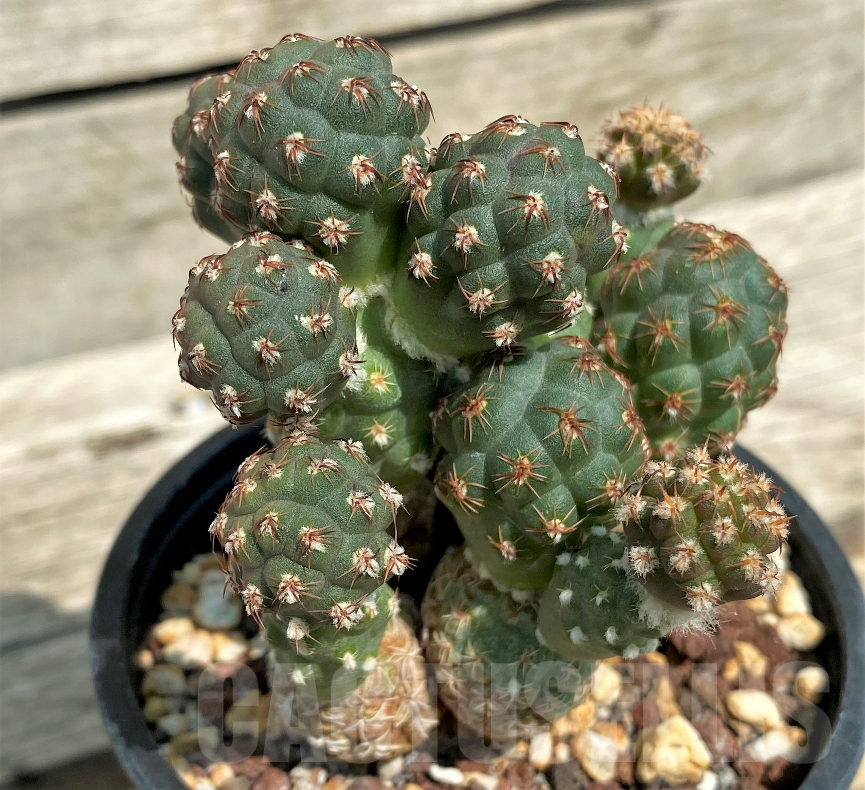 SH1437 Puna bonnieae