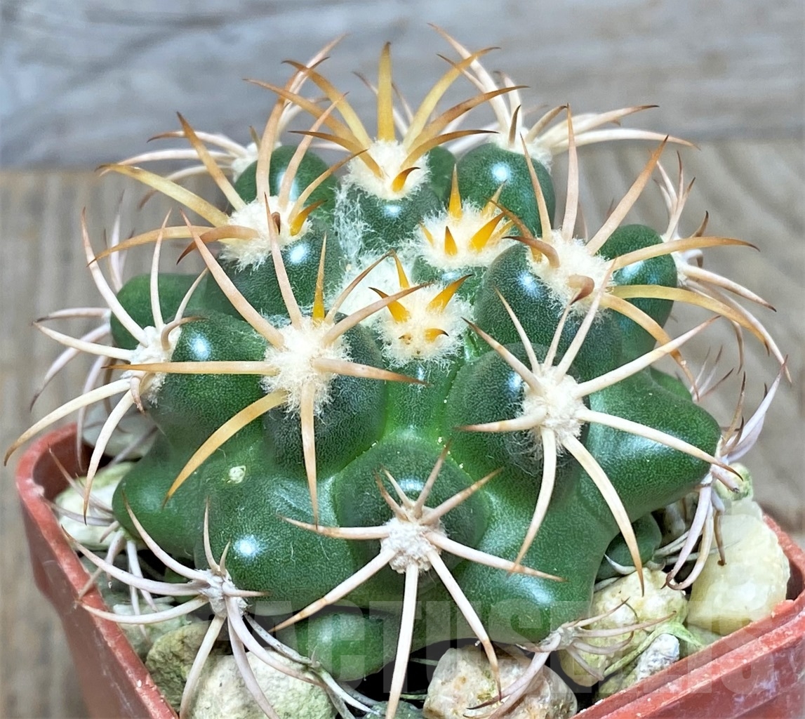 SHPR13748 Discocactus petr-halfari MH 725, own roots