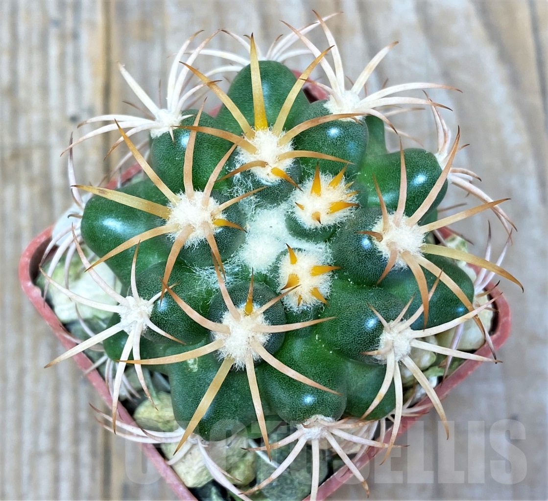 SHPR13748 Discocactus petr-halfari MH 725, own roots - Зображення 2