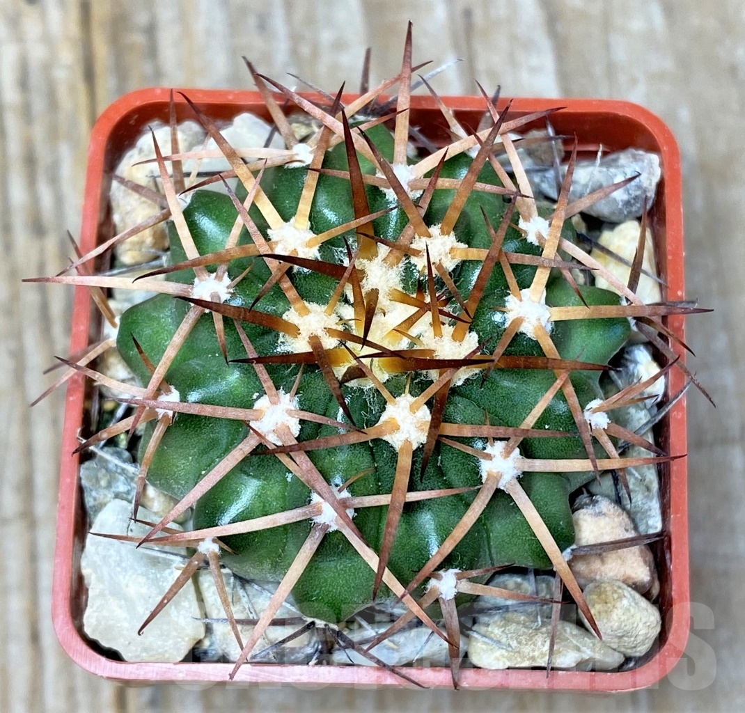 SHPR13750 Discocactus aff. bahiensis MH 905, own roots