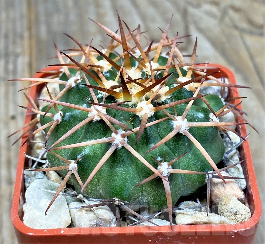 SHPR13750 Discocactus aff. bahiensis MH 905, own roots - Image 2