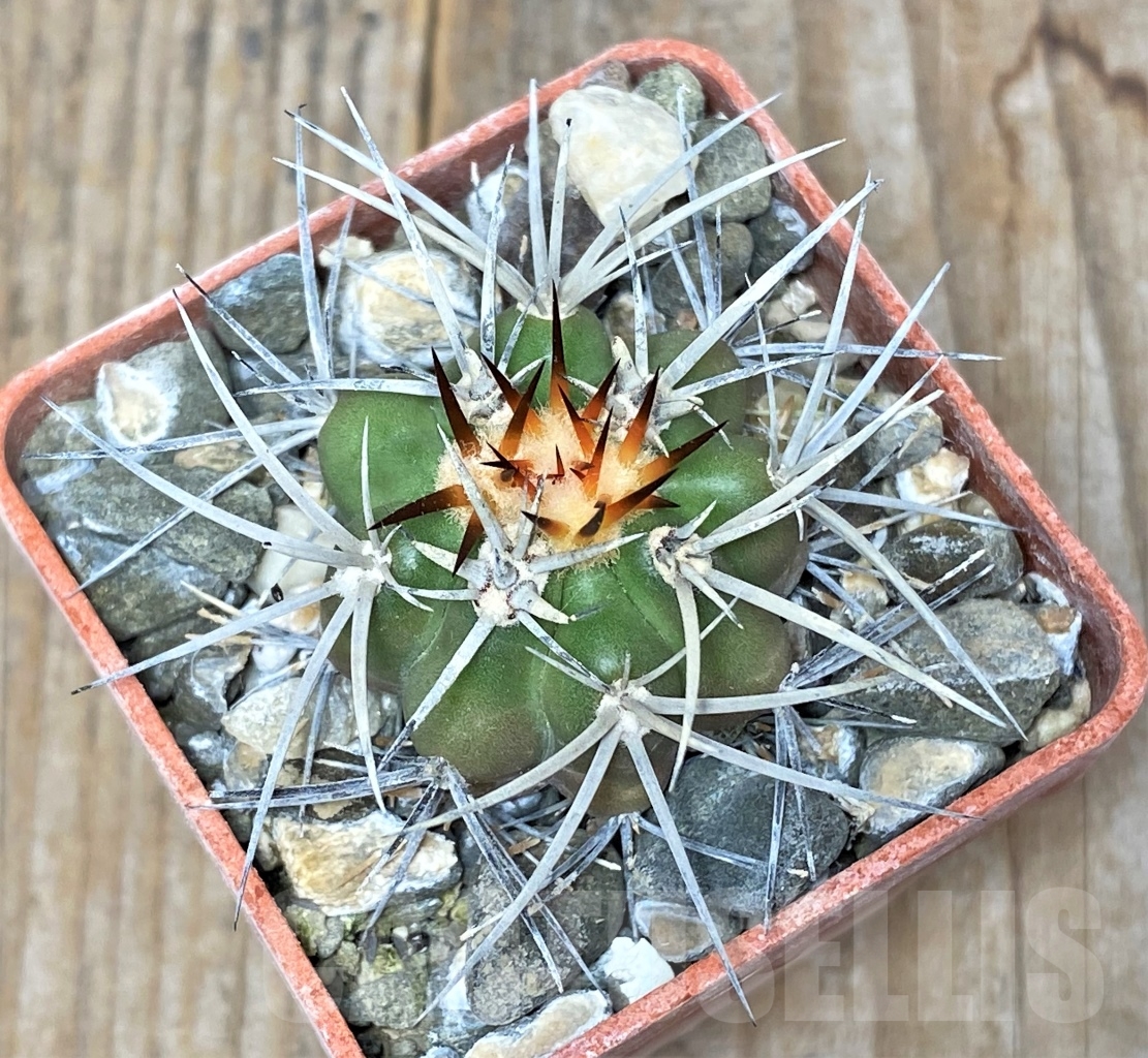 SHPR13751 Discocactus aff. cephaliaciculosus MH 821, own roots