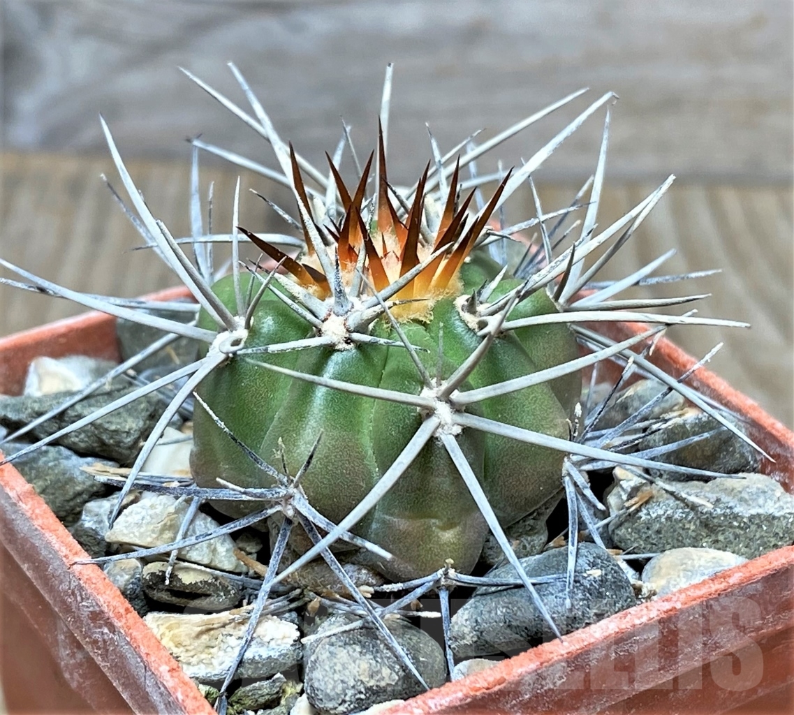 SHPR13751 Discocactus aff. cephaliaciculosus MH 821, own roots - Image 2