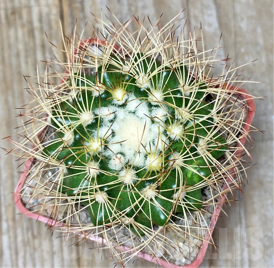 SHPR13755 Discocactus horstiorum MH738, own roots - Image 2