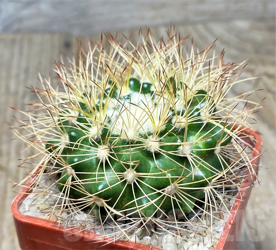 SHPR13755 Discocactus horstiorum MH738, own roots