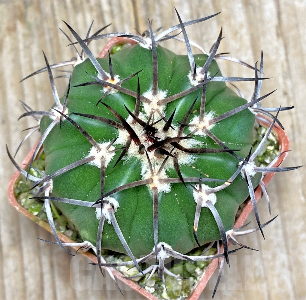 SHPR13758 Discocactus alteolens MH596, own roots