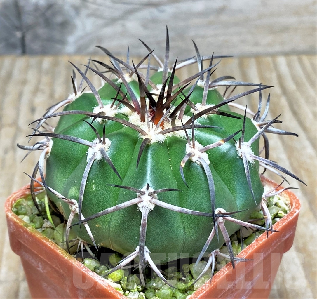 SHPR13758 Discocactus alteolens MH596, own roots - immagine 2