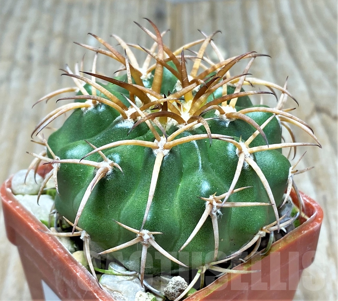 SHPR13759 Discocactus aff. subviridigriseus MH726, own roots - immagine 2