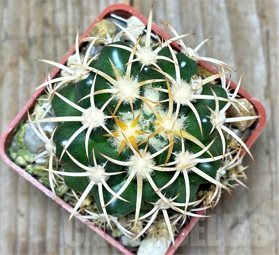 SHPR13764 Discocactus petr-halfari MH725, own roots