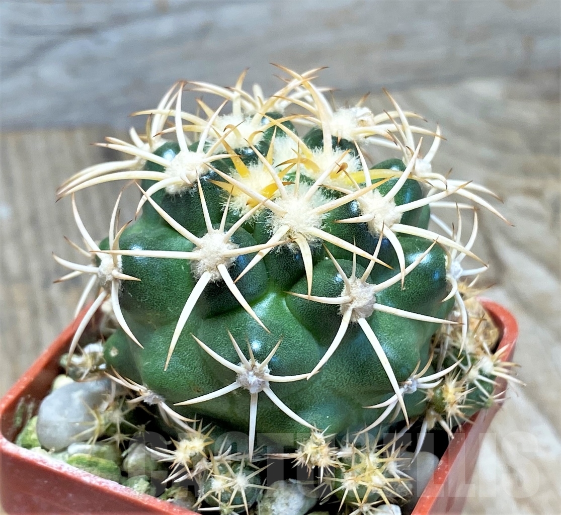 SHPR13764 Discocactus petr-halfari MH725, own roots - Imagen 2