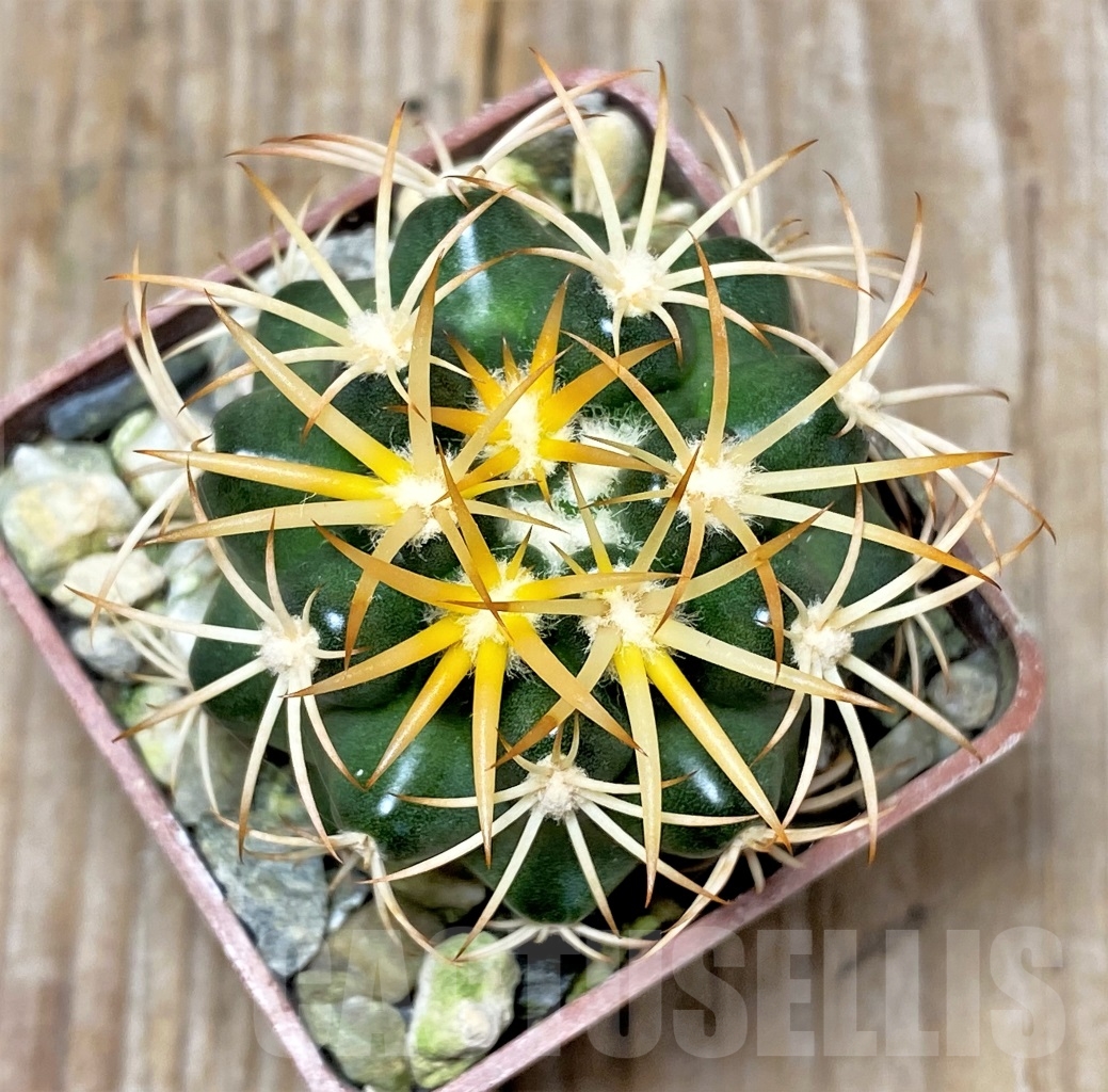 SHPR13768 Discocactus petr-halfari MH725, own roots