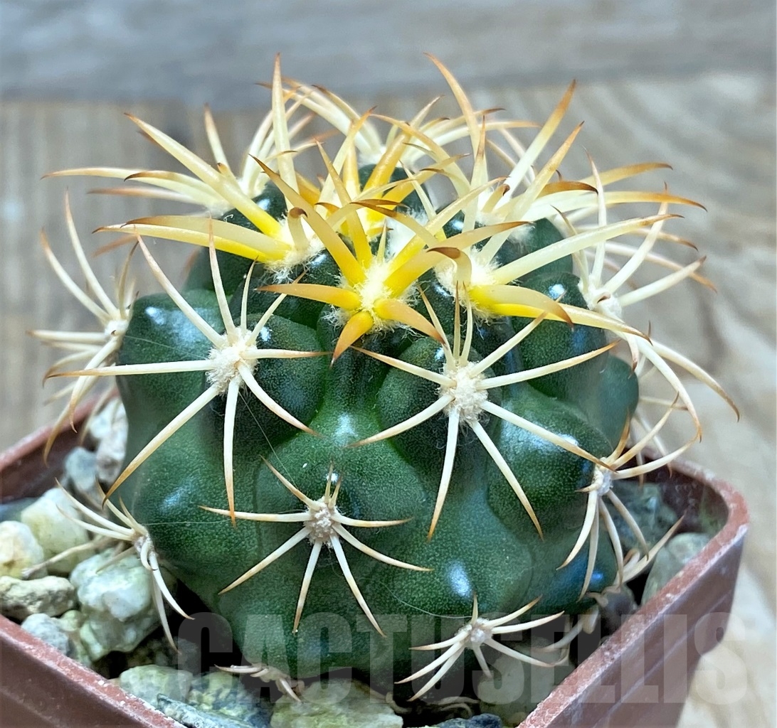 SHPR13768 Discocactus petr-halfari MH725, own roots - Image 2