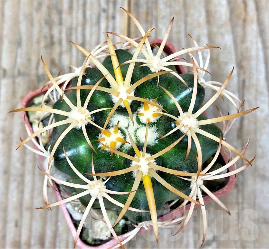 SHPR13772 Discocactus petr-halfari MH725, own roots - Image 2