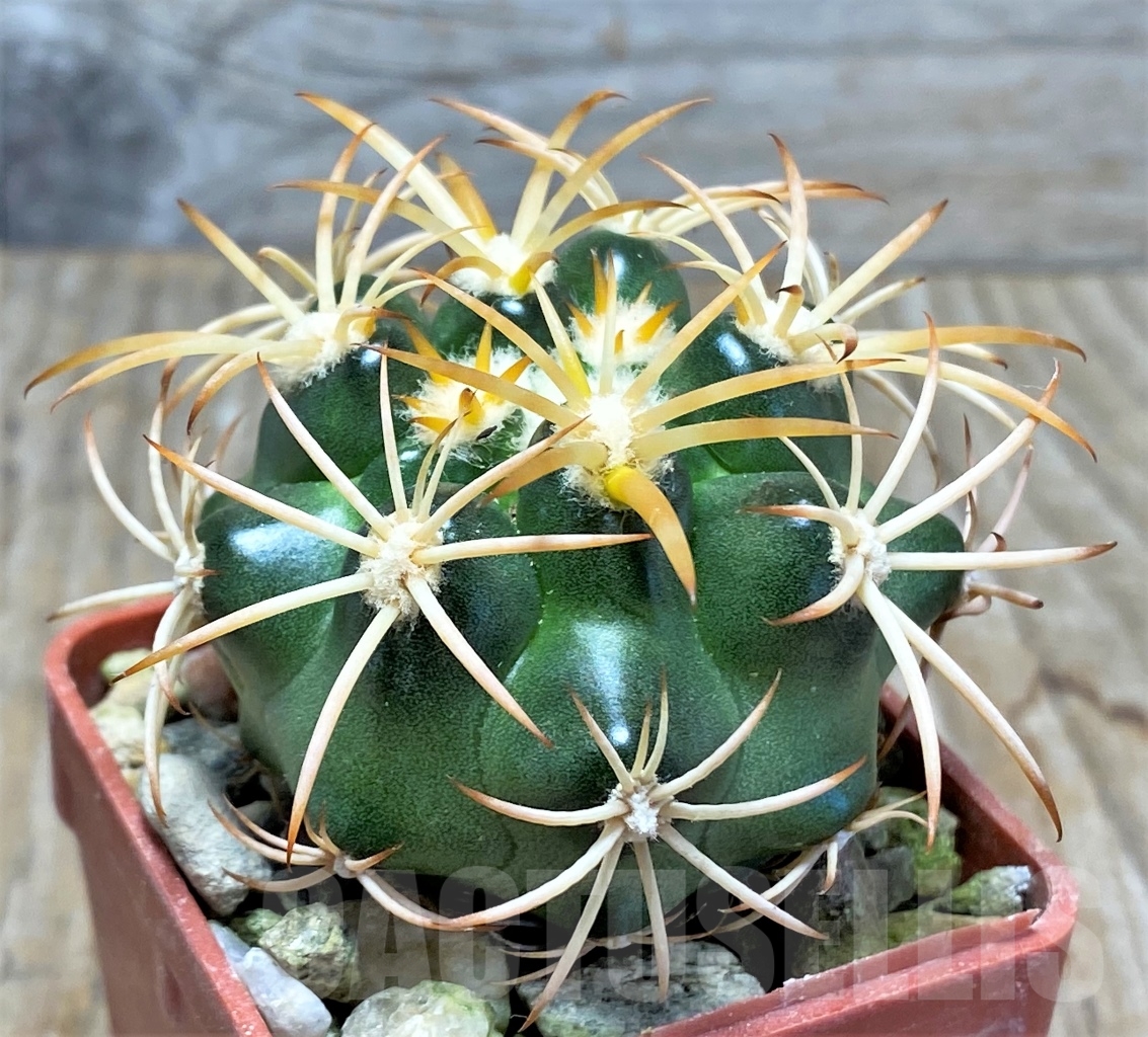 SHPR13772 Discocactus petr-halfari MH725, own roots