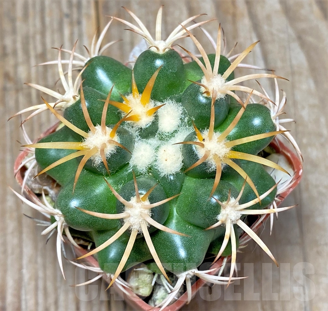 SHPR13775 Discocactus petr-halfari MH725, own roots