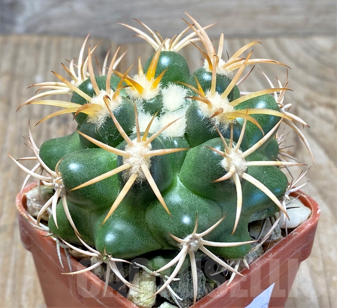 SHPR13775 Discocactus petr-halfari MH725, own roots - Image 2