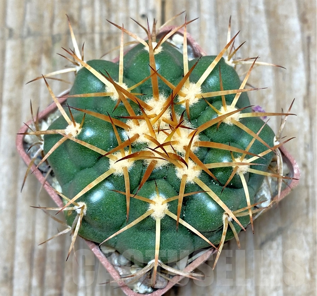 SHPR13780 Discocactus cangaensis MH886, own roots