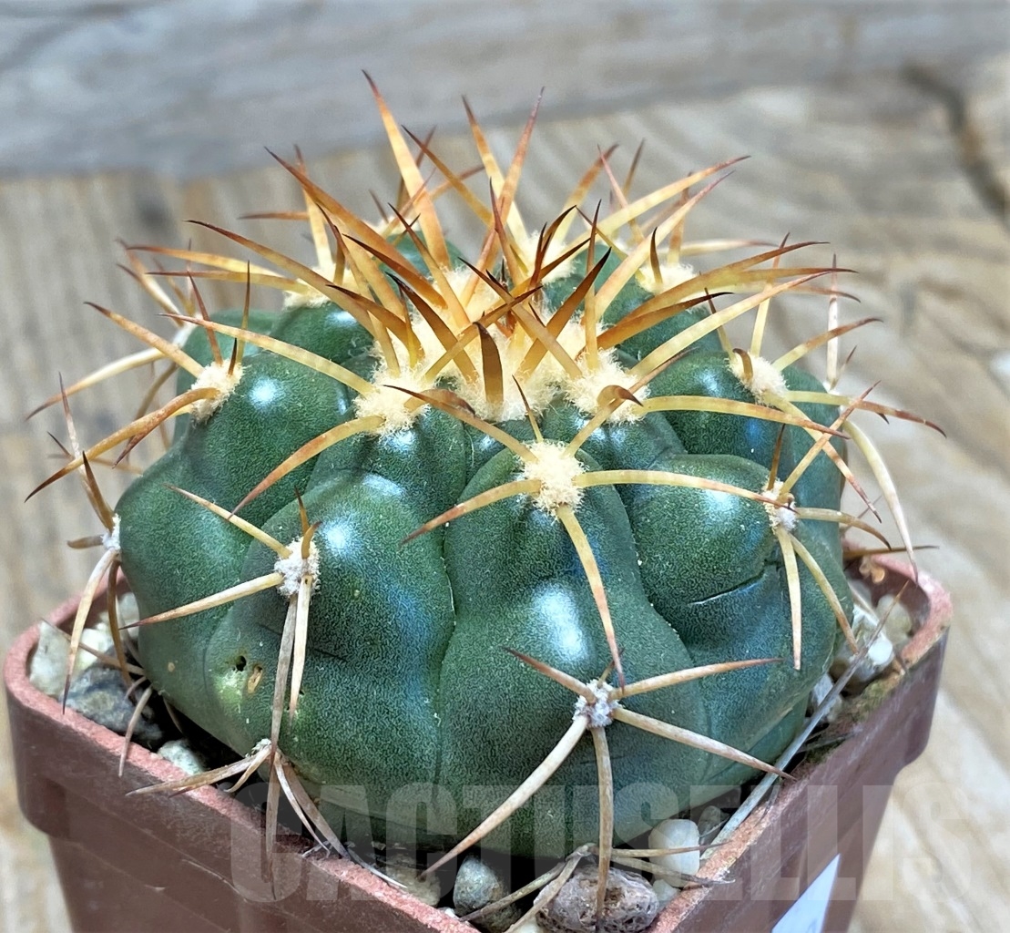 SHPR13780 Discocactus cangaensis MH886, own roots - Image 2