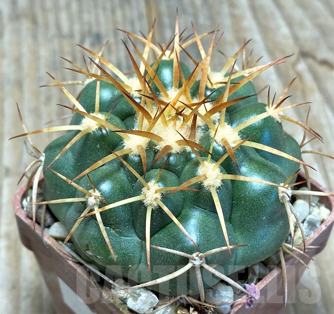 SHPR13780 Discocactus cangaensis MH886, own roots - Image 3