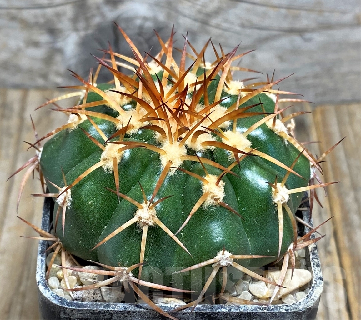 SHPR13783 Discocactus cangaensis MH886, own roots