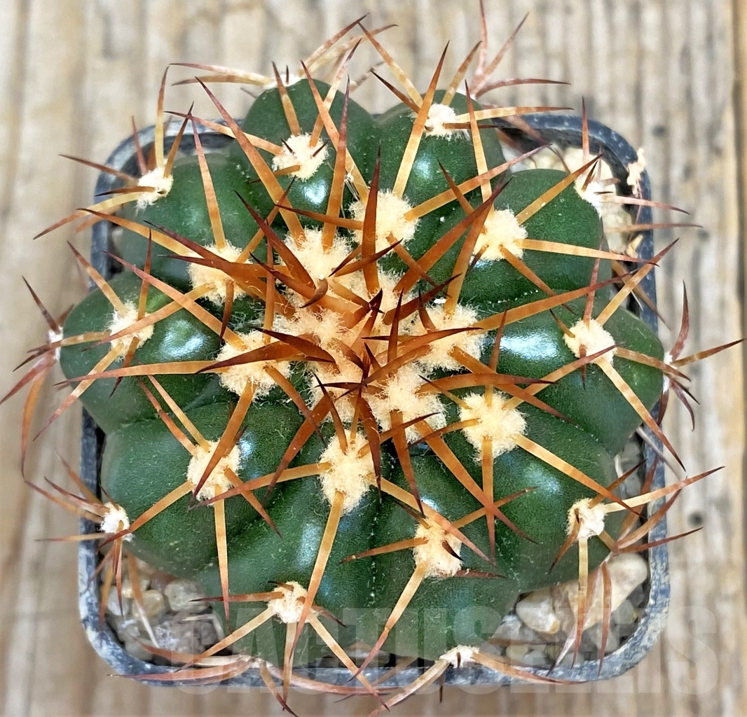 SHPR13783 Discocactus cangaensis MH886, own roots - Image 2