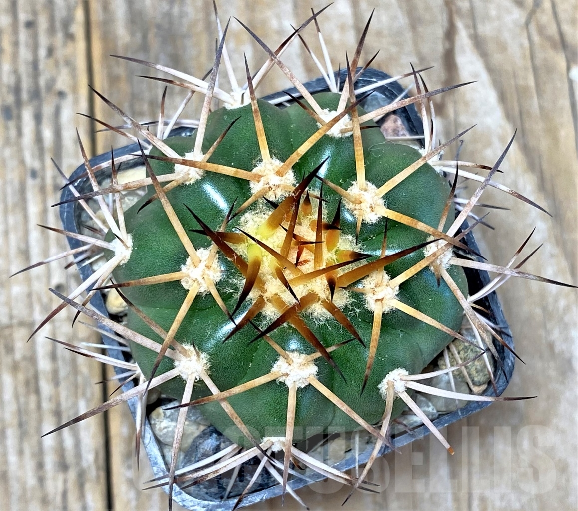 SHPR13749 Discocactus cangaensis MH889, own roots