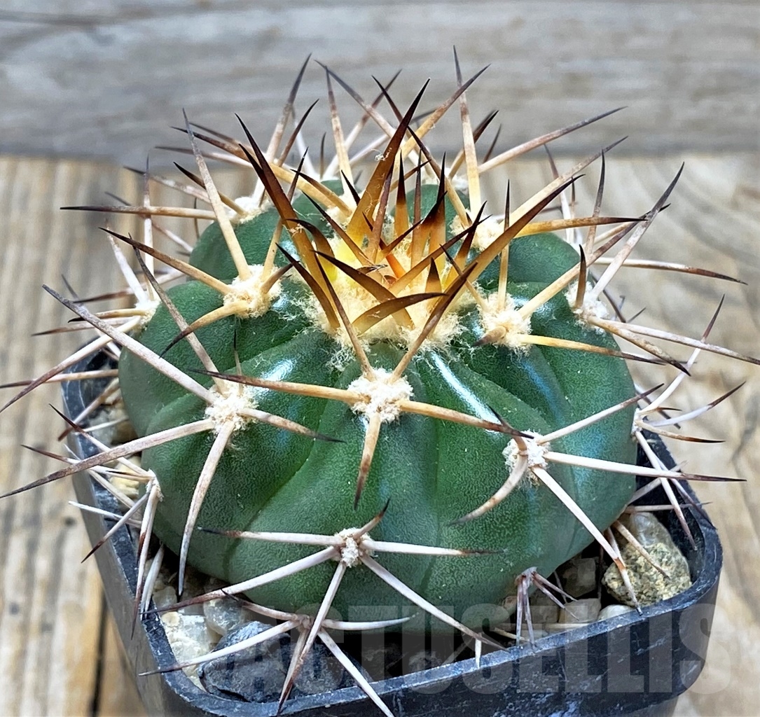 SHPR13749 Discocactus cangaensis MH889, own roots - Зображення 2