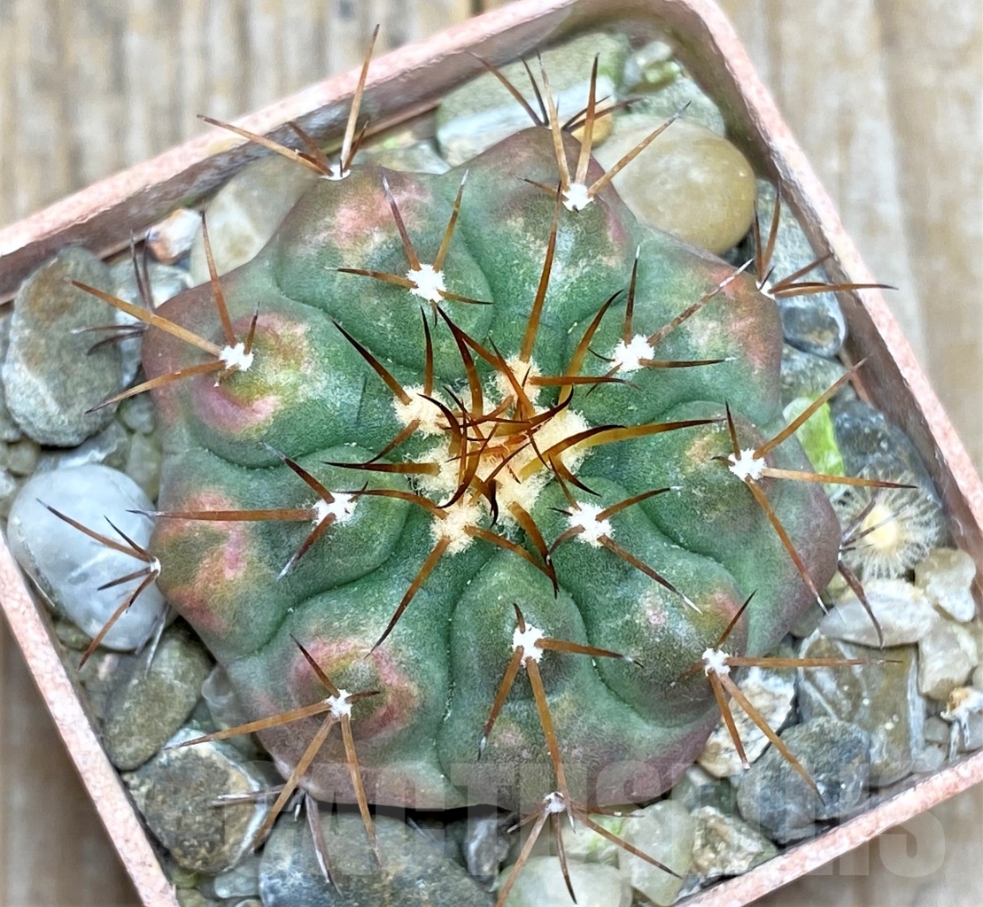 SHPR13787 Discocactus squamibacatus MH880, own roots