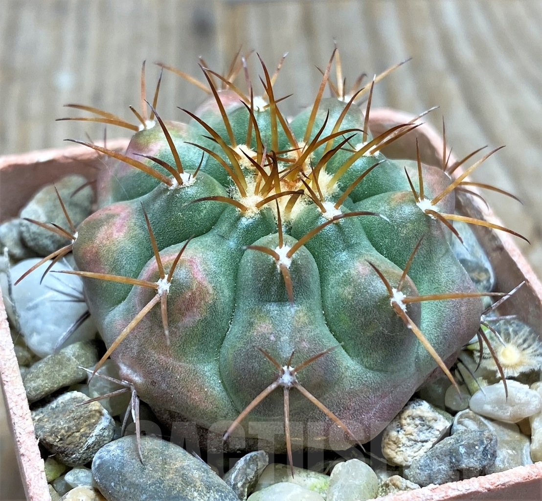 SHPR13787 Discocactus squamibacatus MH880, own roots - Image 2