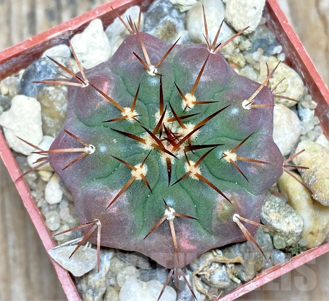 SHPR13788 Discocactus squamibacatus MH880, own roots - Image 2