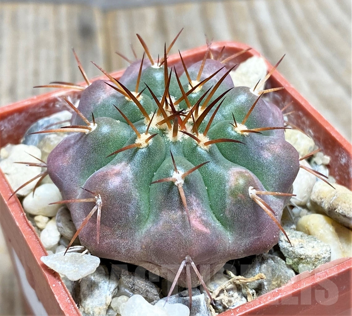 SHPR13788 Discocactus squamibacatus MH880, own roots