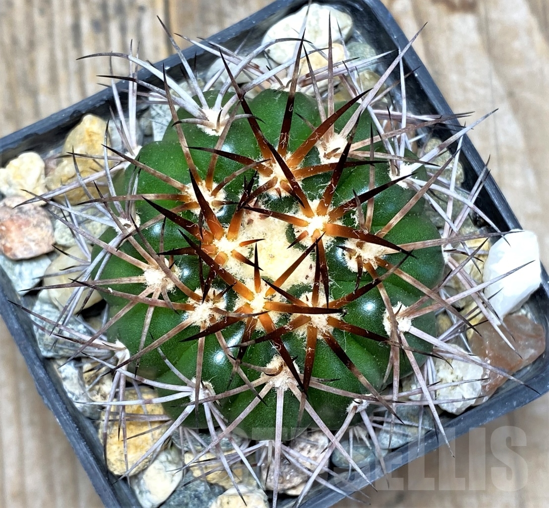 SHPR13791 Discocactus lindaianus f. minimus MH823, own roots