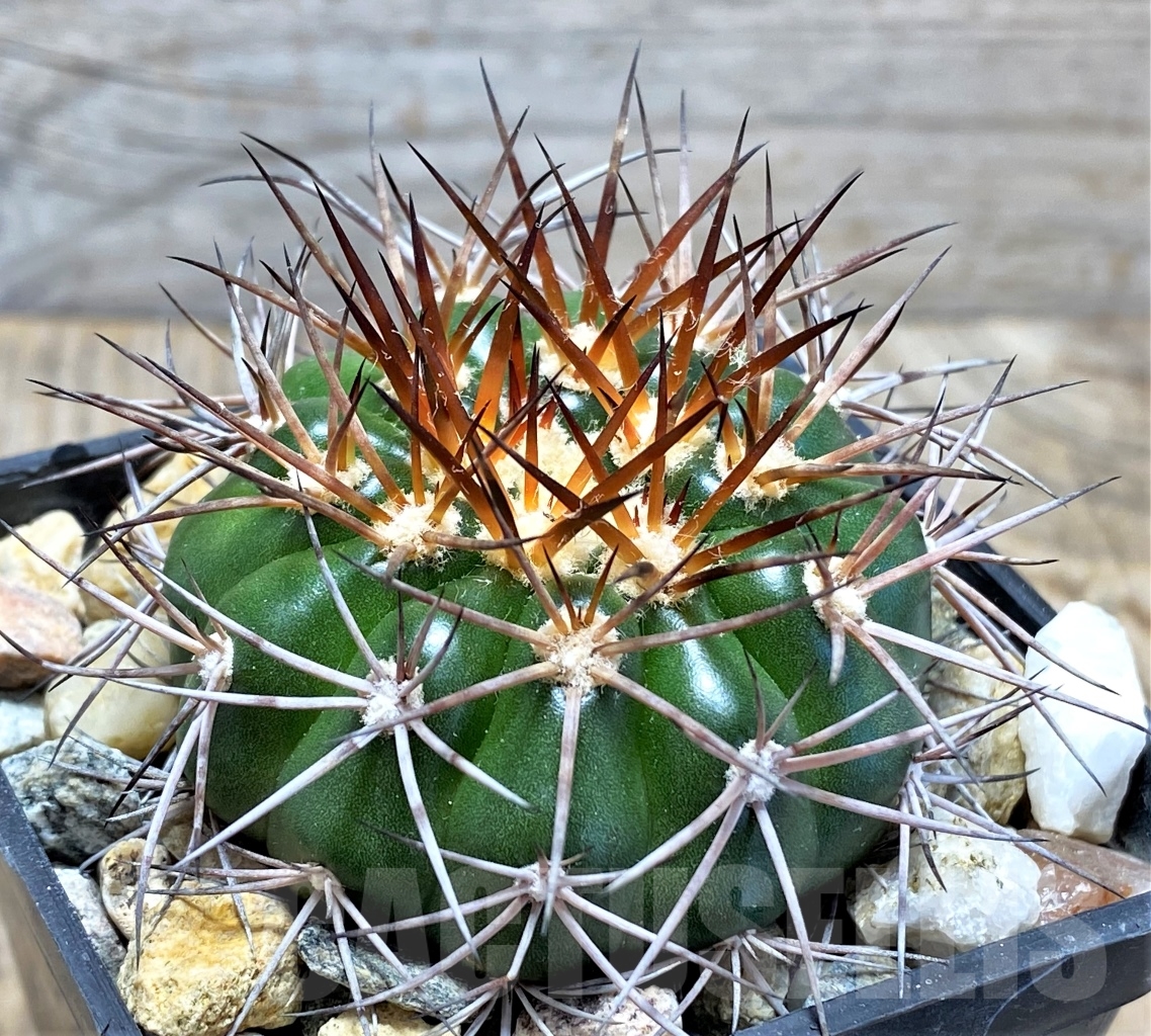 SHPR13791 Discocactus lindaianus f. minimus MH823, own roots - Imagen 2