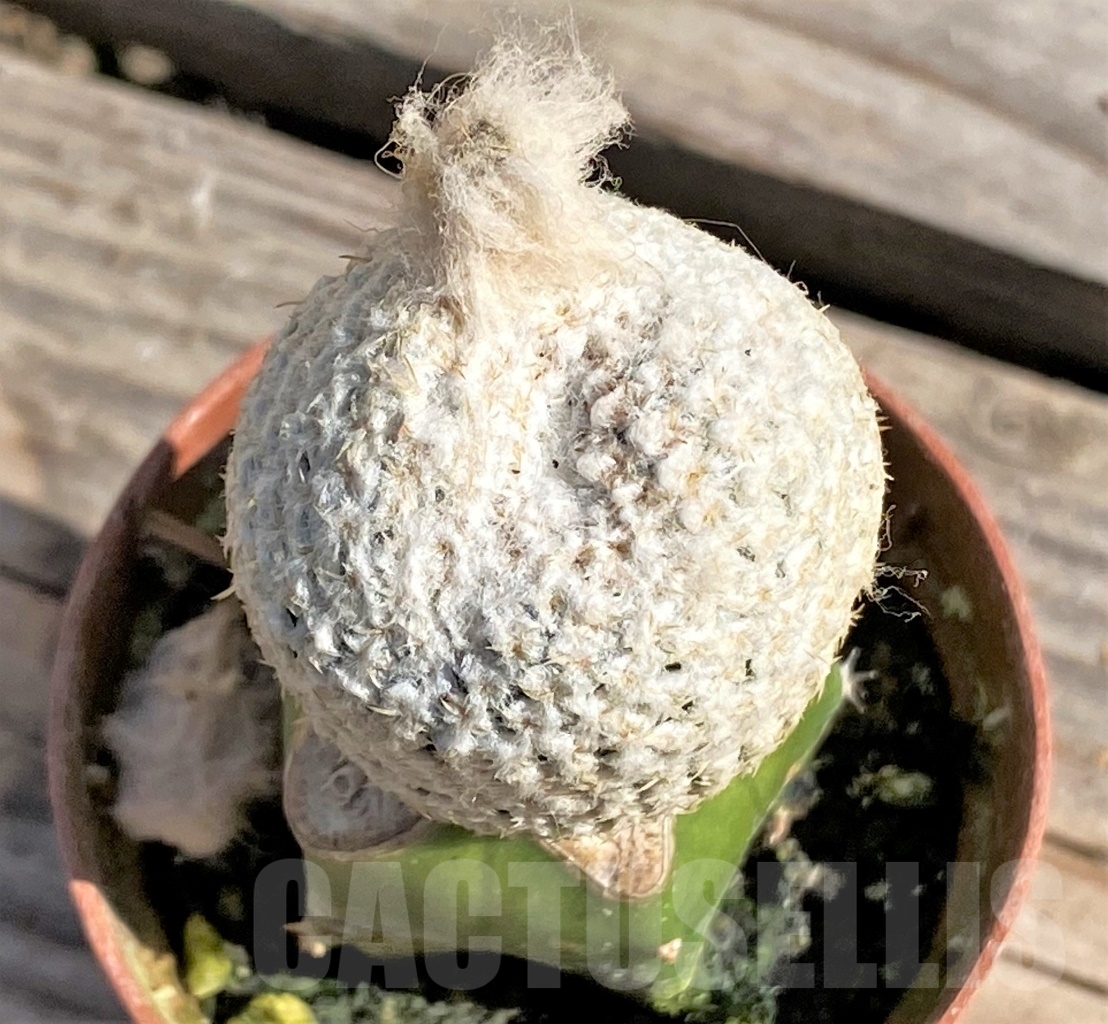 SHPR13845 Thelocephala challensis, grafted