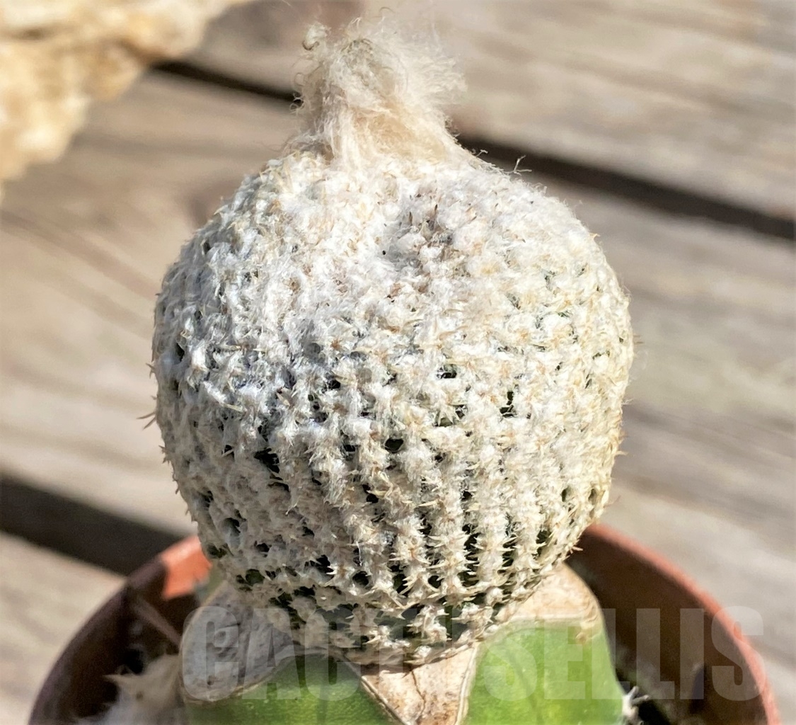 SHPR13845 Thelocephala challensis, grafted - Image 2