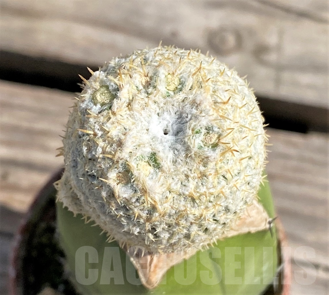 SHPR13846 Thelocephala challensis grafted