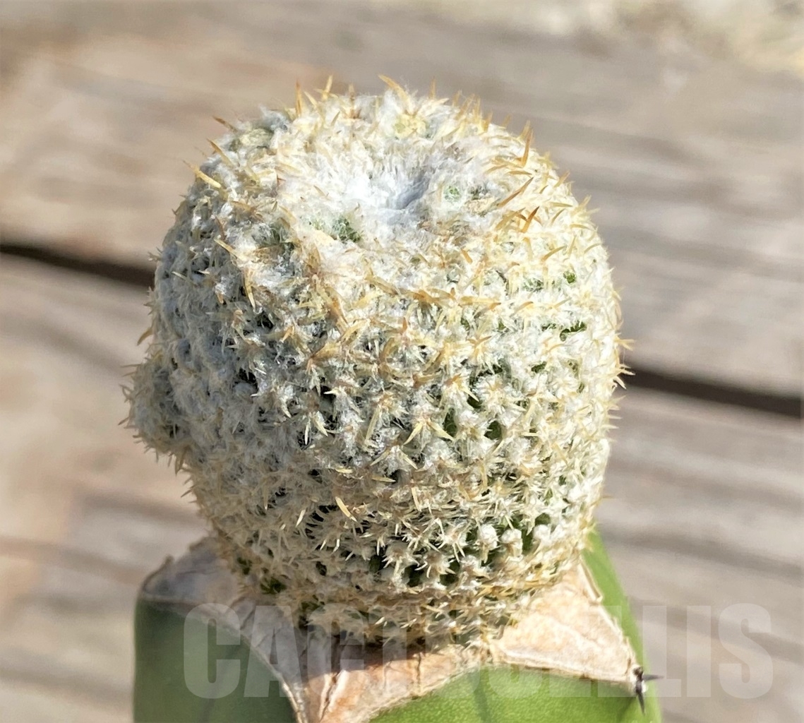 SHPR13846 Thelocephala challensis grafted - Image 2