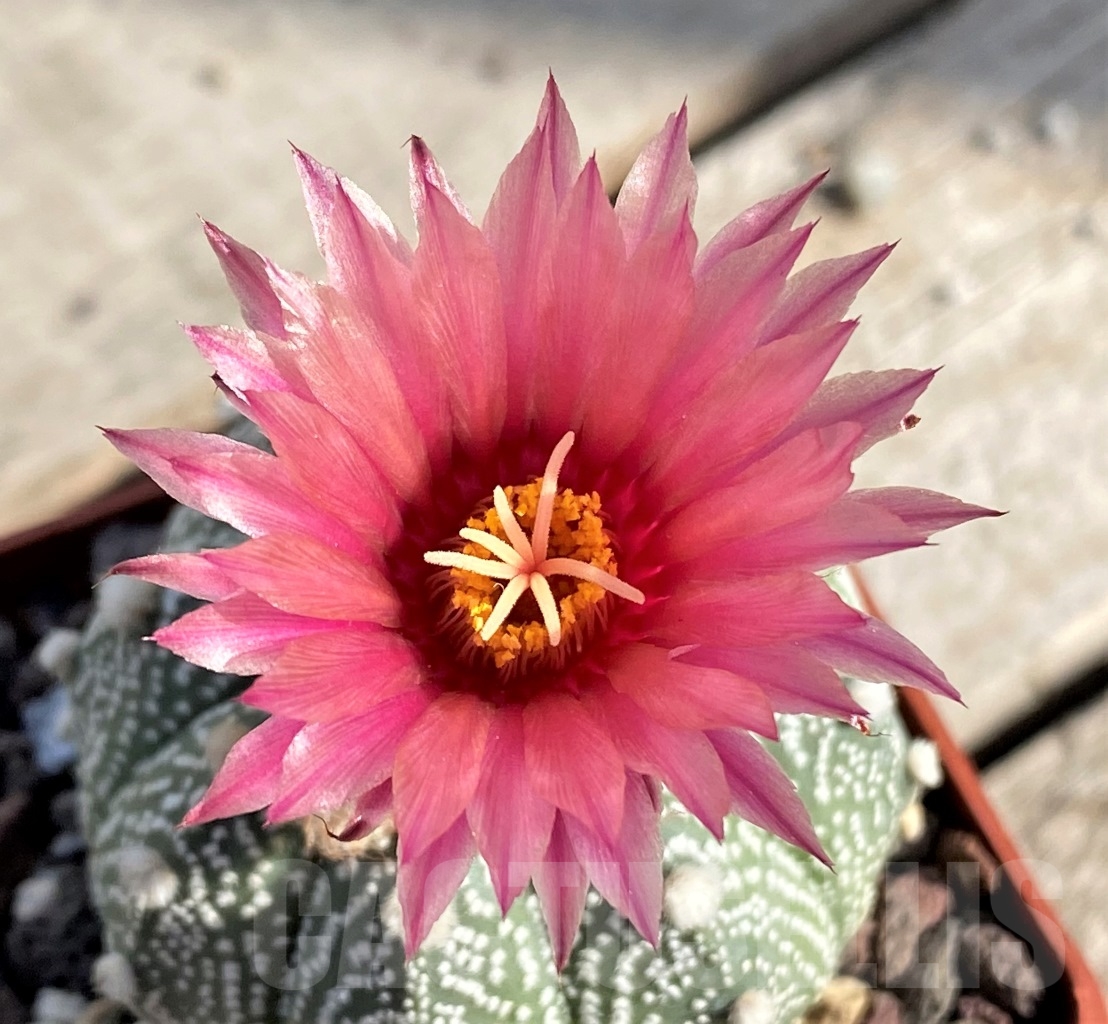SHPR13858 Astrophytum asterias hybrid Pink flowers
