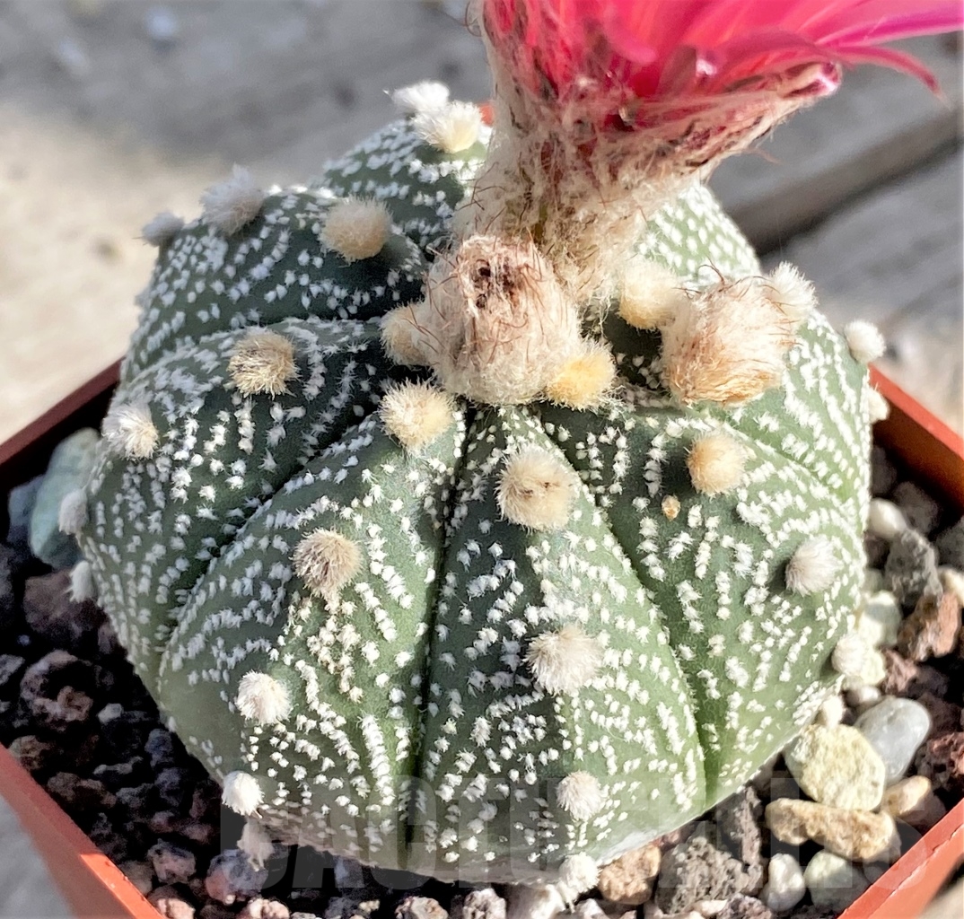 SHPR13858 Astrophytum asterias hybrid Pink flowers - Image 2