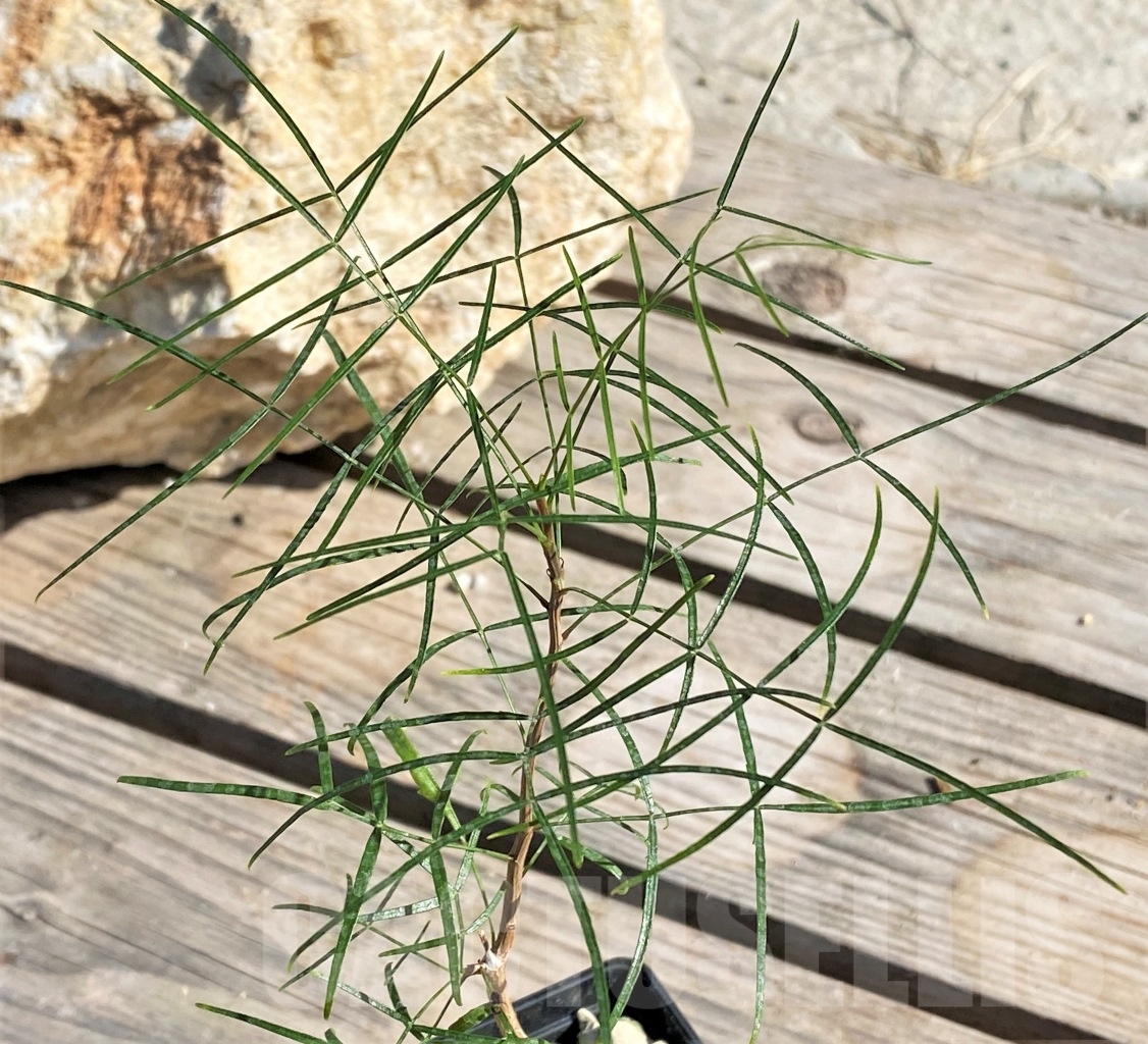 SHPR13859 Bursera paradoxa