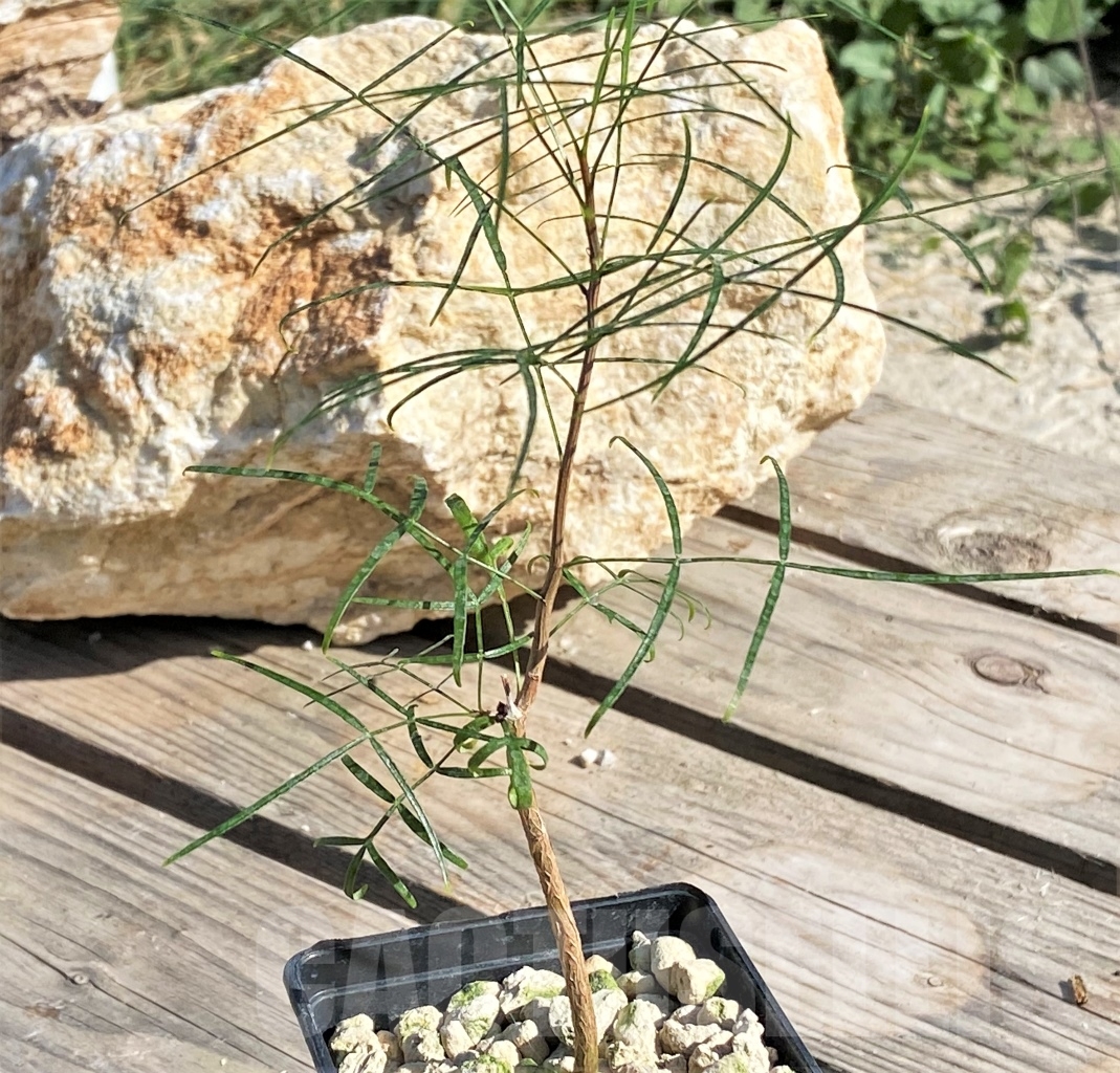 SHPR13859 Bursera paradoxa - Image 2