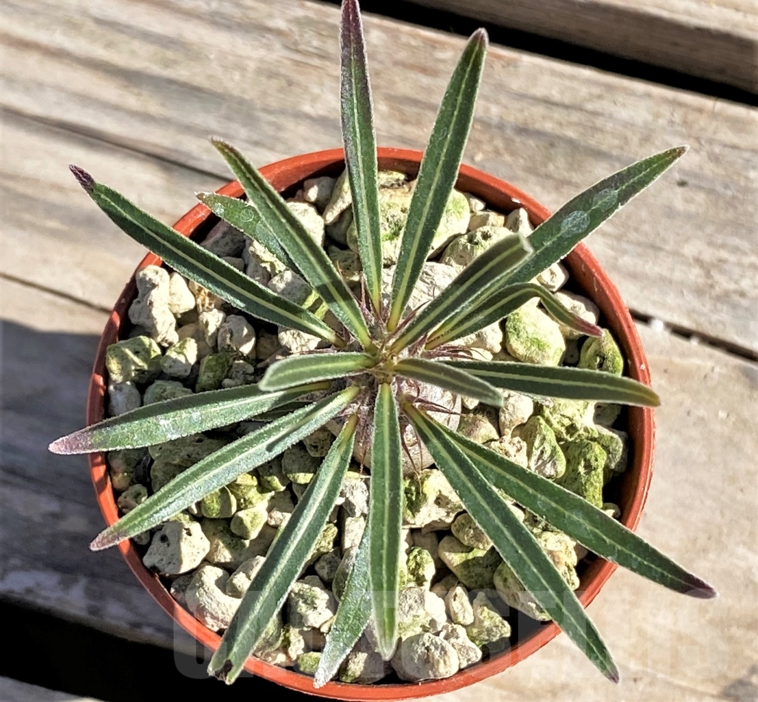 SHPR13861 Pachypodium rosulatum ssp. gracilius - Image 2