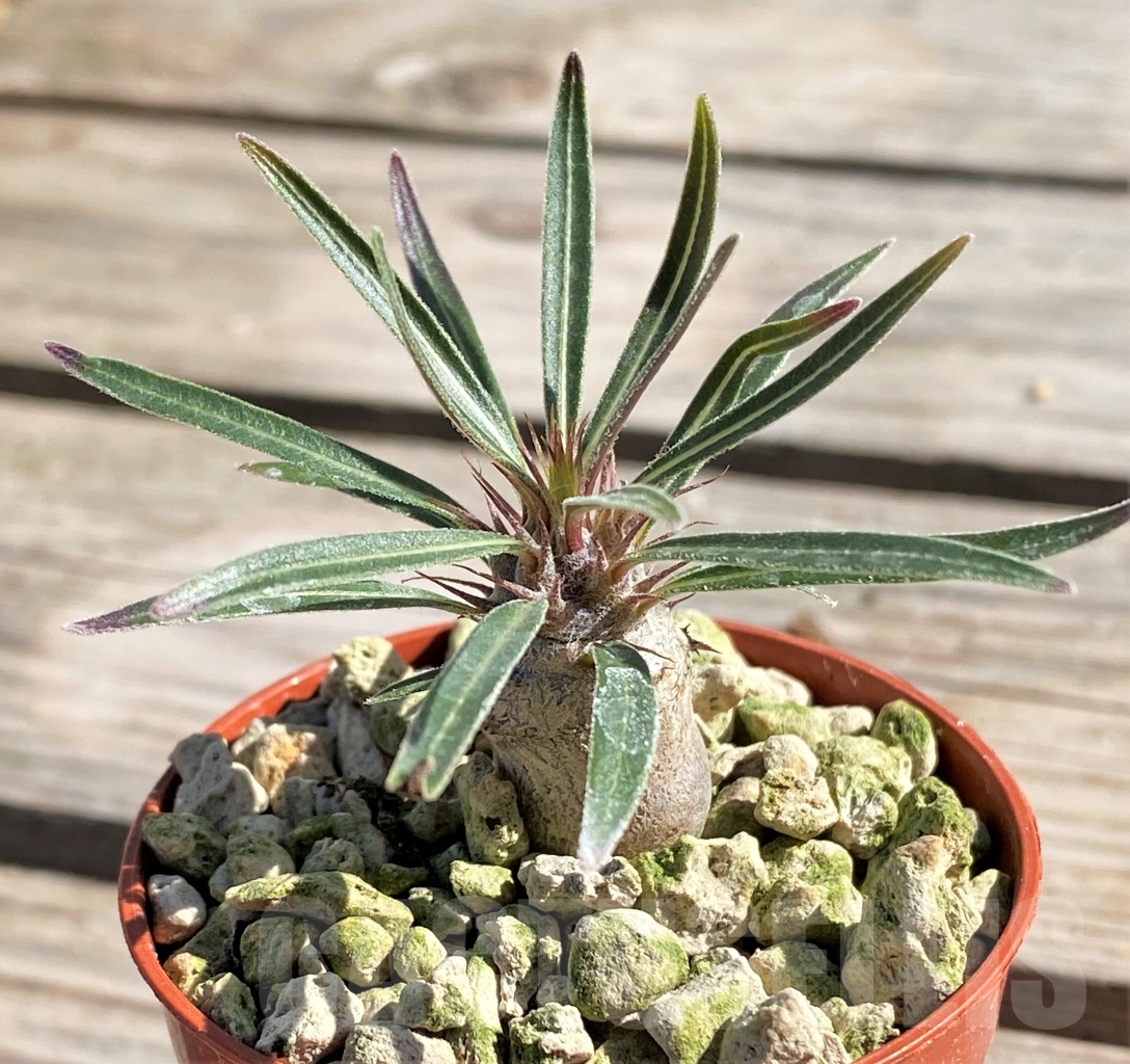 SHPR13861 Pachypodium rosulatum ssp. gracilius