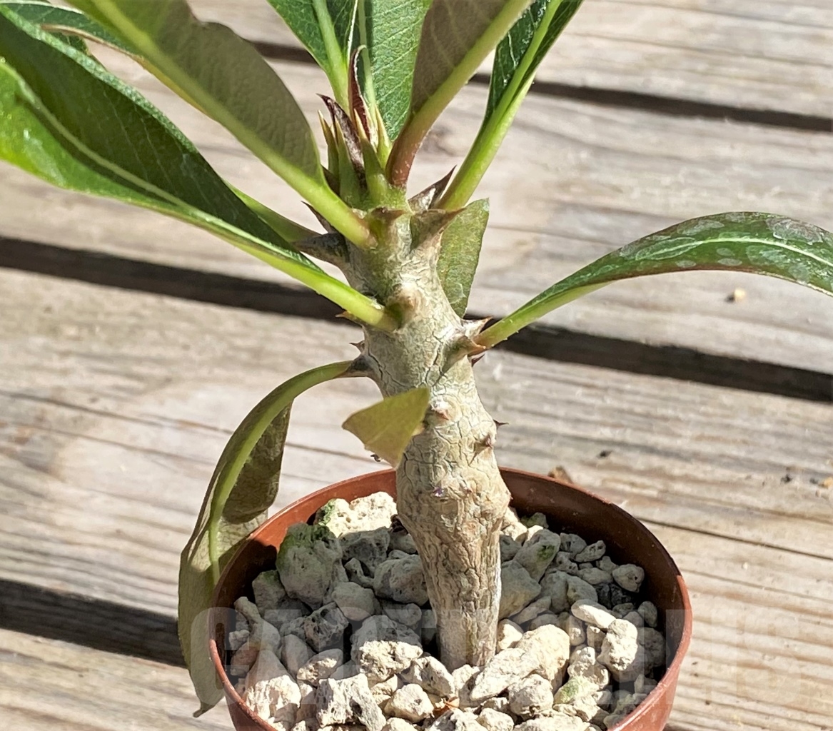 SHPR13862 Pachypodium baronii - Imagen 2