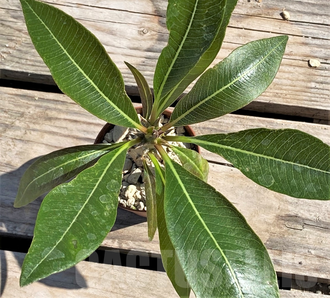 SHPR13862 Pachypodium baronii