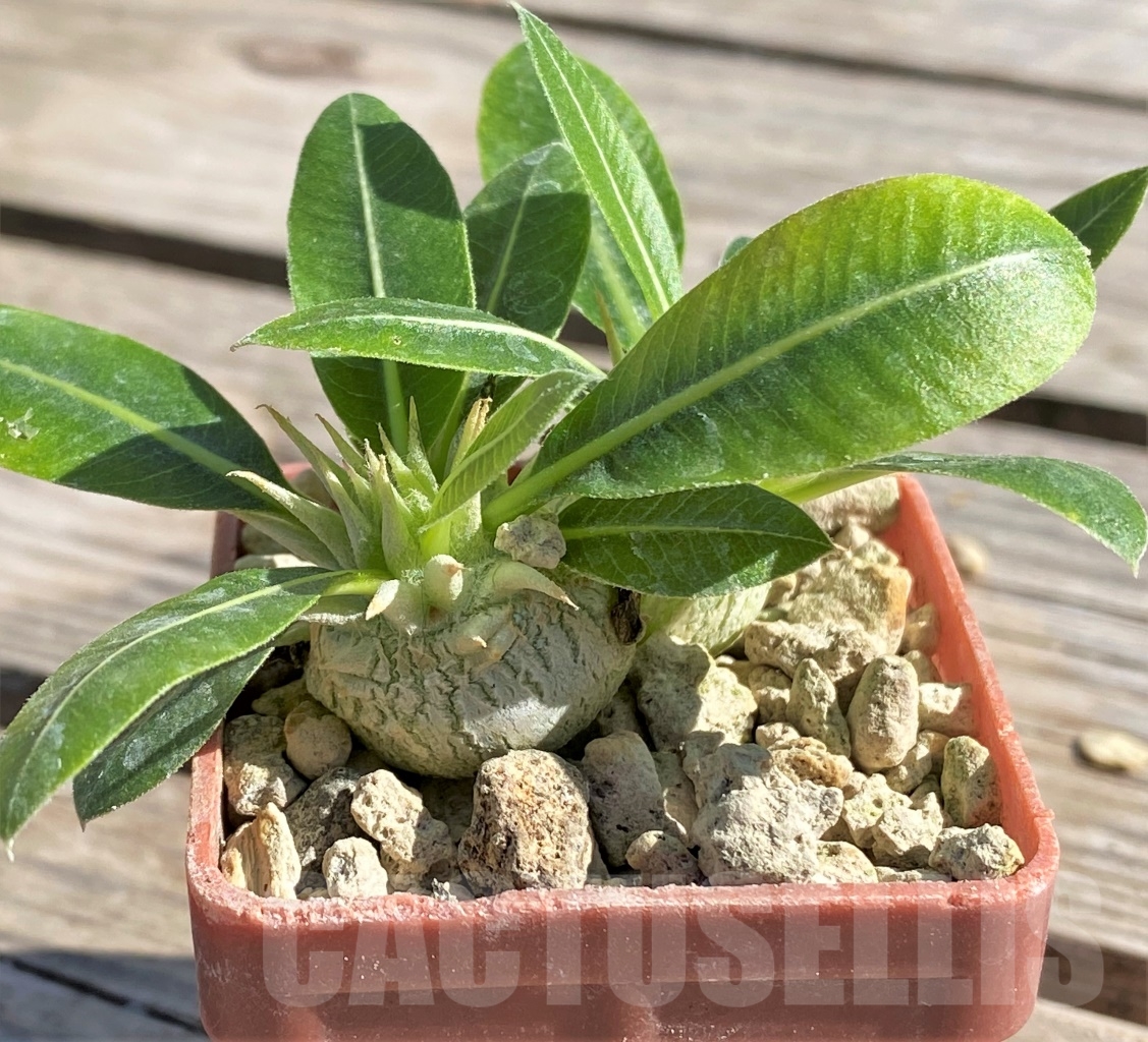 SHPR13863 Pachypodium eburneum, 2 plants